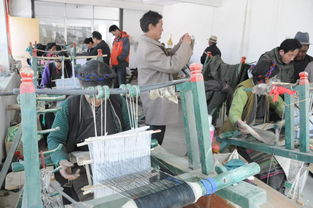 彭波半細毛羊新品種及配套技術轉化推廣軟件開發(fā)